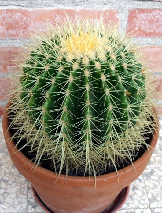 Кактус Ехинокактус