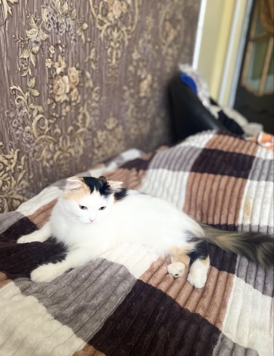 Кошечка молодая в доьрые руки