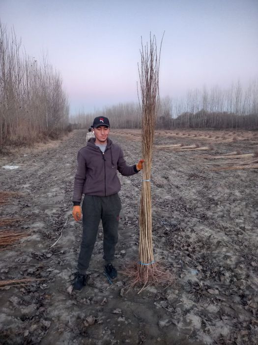 Терак кочатлари чекланмаган микдорда.