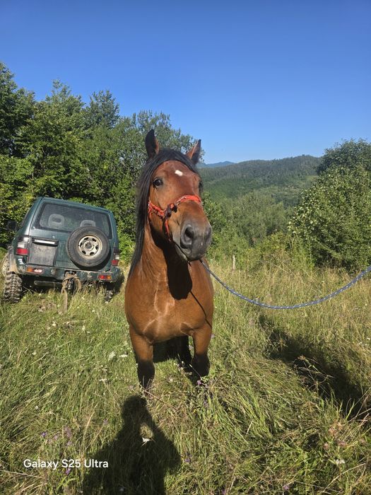 Vând armăsar sau de monta