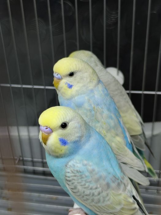 Продам попугай радужный