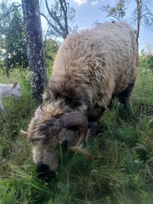 Berbec , vârstă 1 an jumate