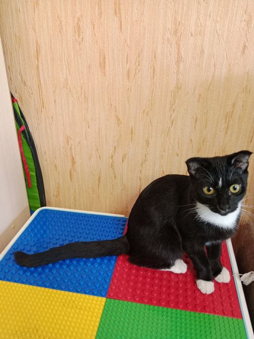 Вислоухий котенок