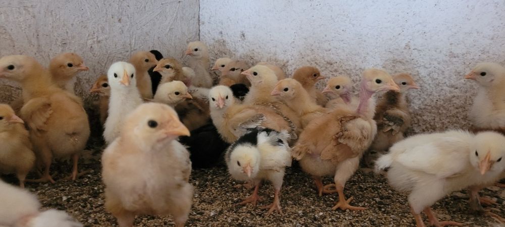 Pui de găină rasa mixtă