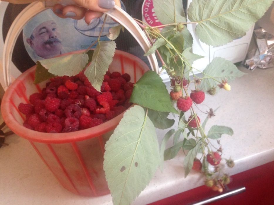 Продам саженцы малины