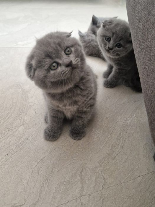 Имам Шотландски клепоухи котенца