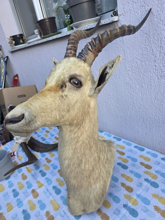 Obiect vechi de antichitate