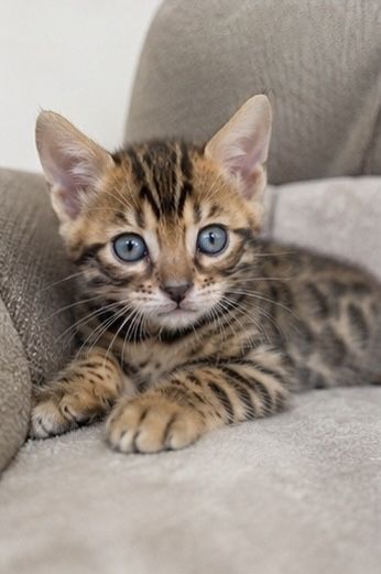 Bengal mushukchalari sotiladi