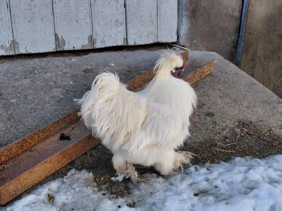 Cochin, mătase,si metisuri