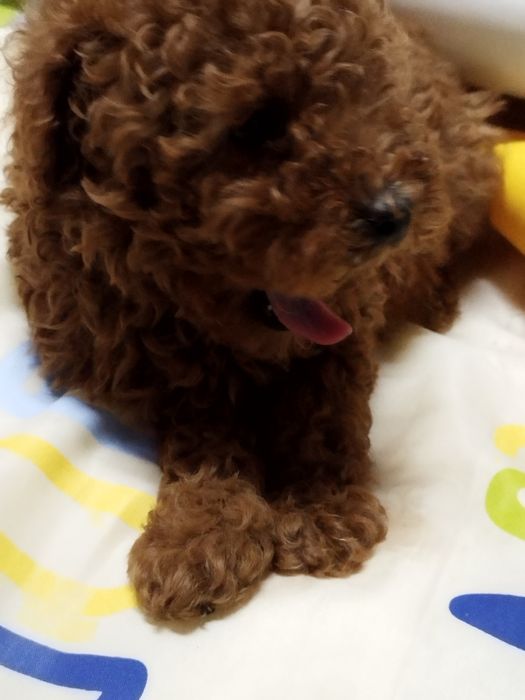 Той пудел родословен