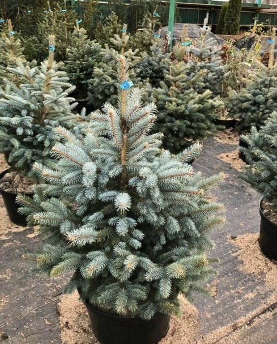 Голубая ель в горшке
