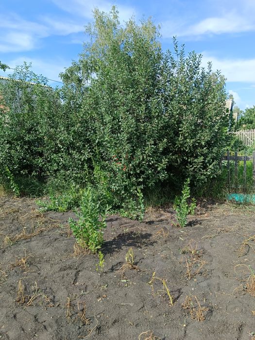 Дача, район Новопавловки