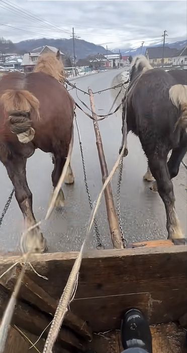 Cal castrat la varsta de 5 ani