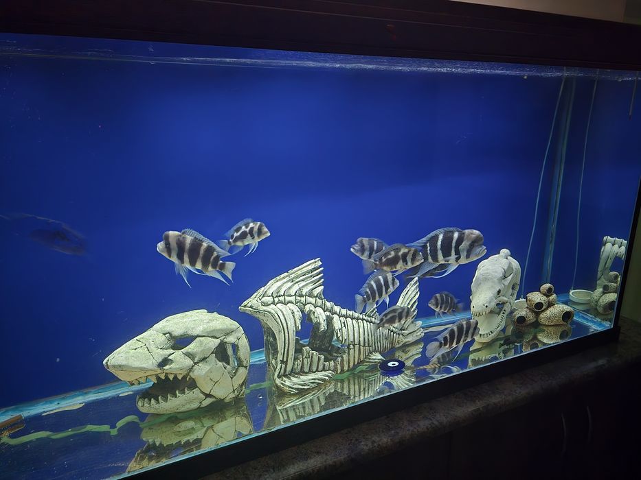 Продам аквариум большой