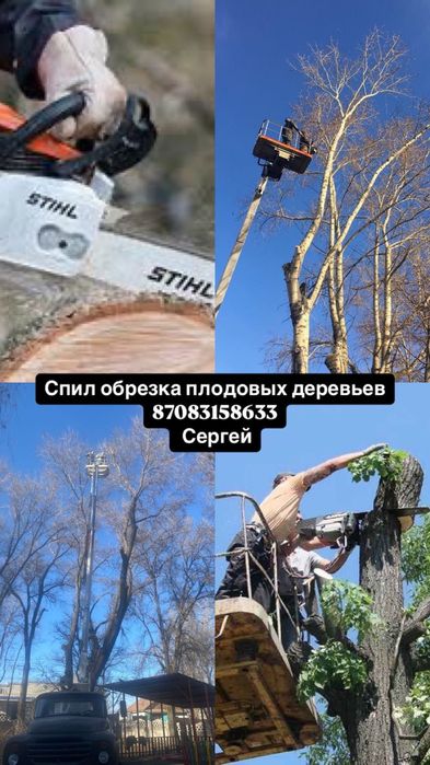 Спил деревьев Алматы