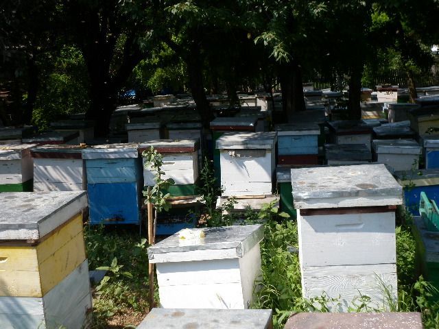 Vand familii albine Otopeni