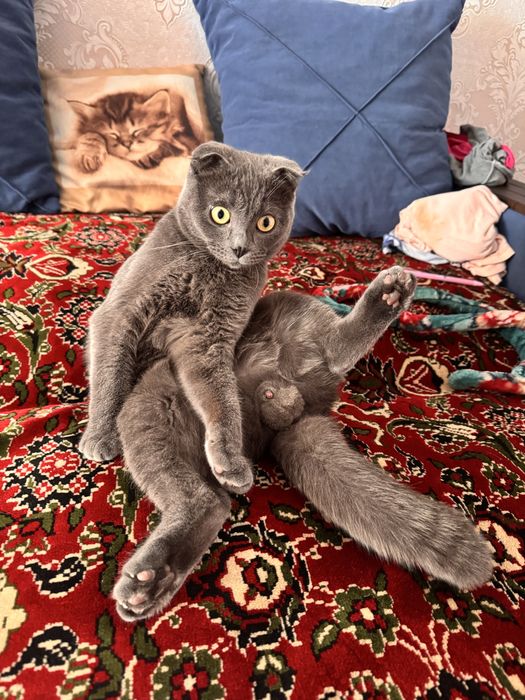 Ищем кошку для вязки