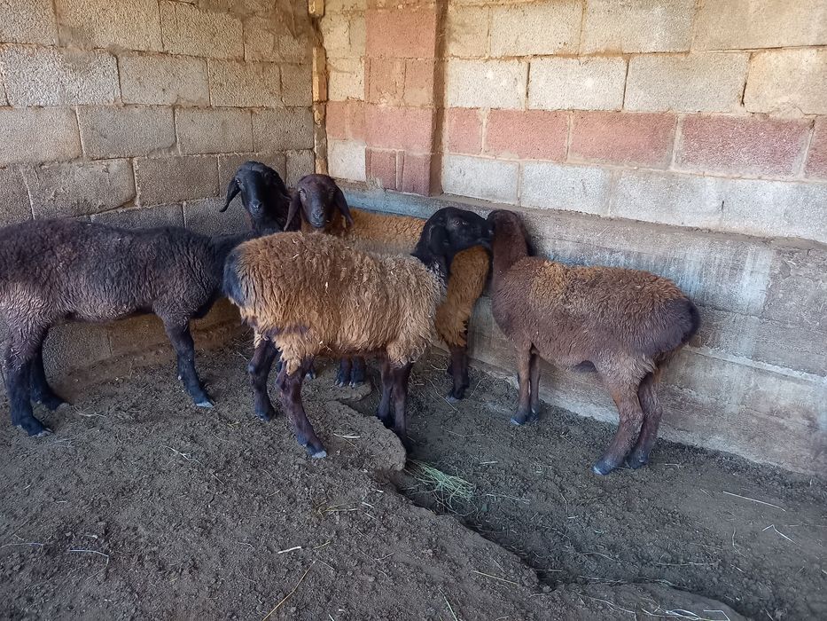 Қой, тоқты сатылады