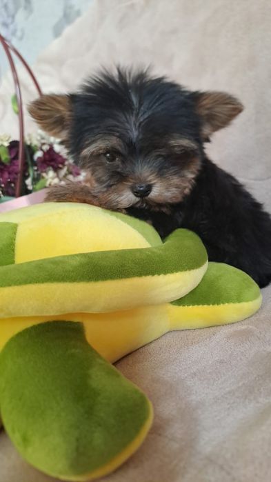 Щенки мини йорки