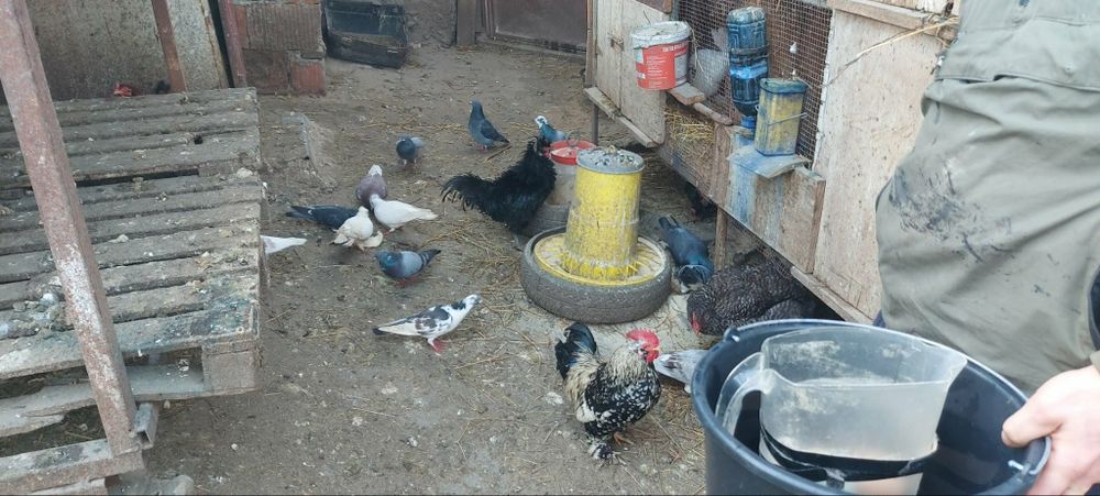 Vând porumbei.

- Porumbei gutani – 15 lei/bucată
- Porumbei voiajori – 25 lei/bucată

Crescuți în gospodărie, hrăniți natu