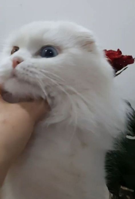 Мама стерилизованная+дочка