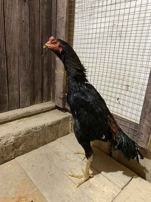 Дакан   кораз   шоже