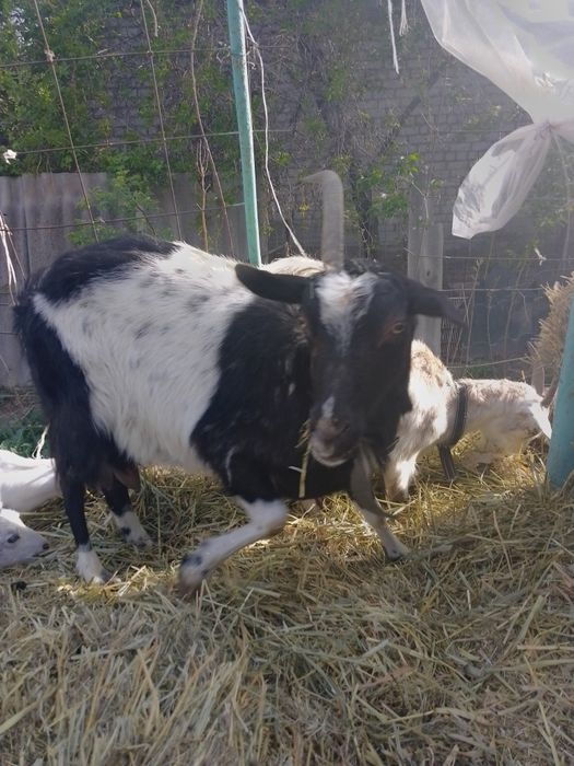 Продам альпийскую дойную козу.