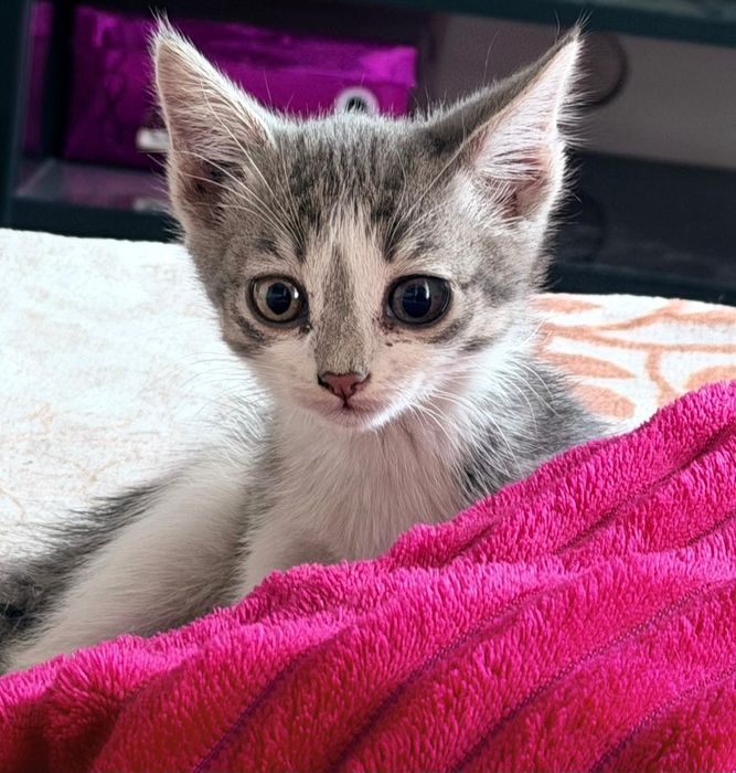 Отдам котят 2,5 месяца