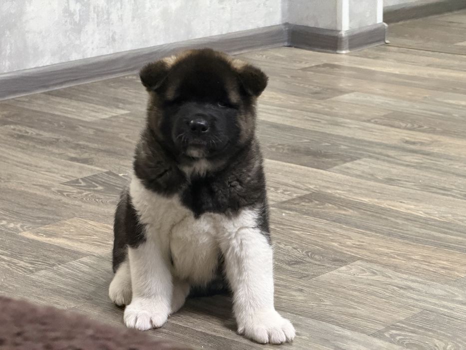 Американская Акита