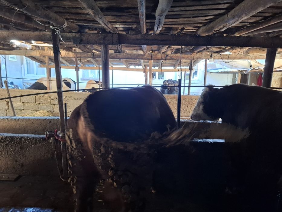 Букалар, 110 млнга 3 та букка