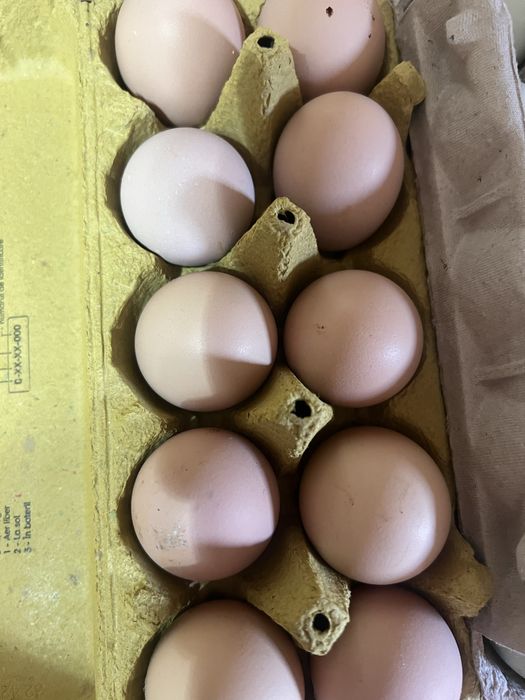 Oua Araucana si Australorp de INCUBAT!!