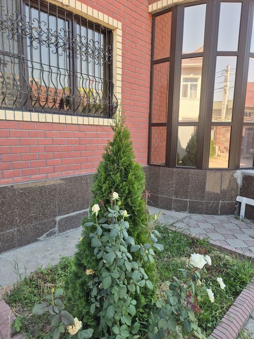 Срочно продом туя  Смарагд!!!