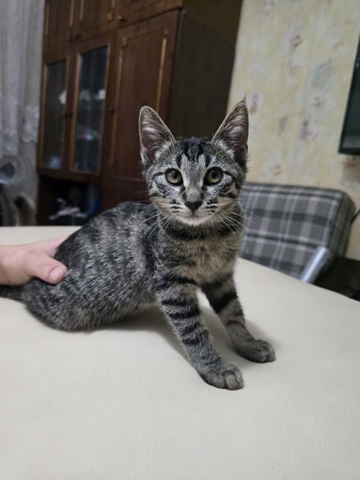 Помогите пристроить