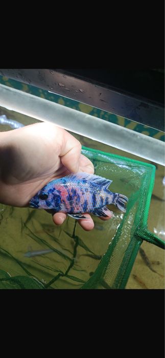 Ciclide africane de vanzare