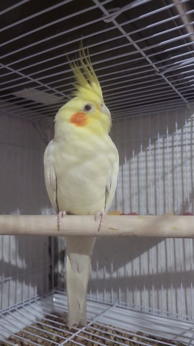 Продаётся корелла