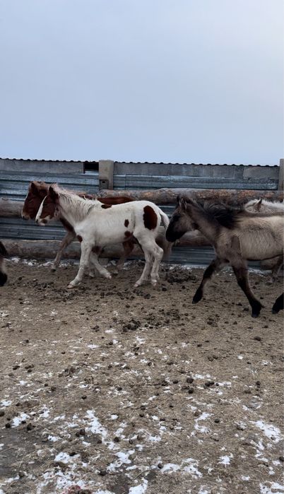 Ургашы тайлар сатылады