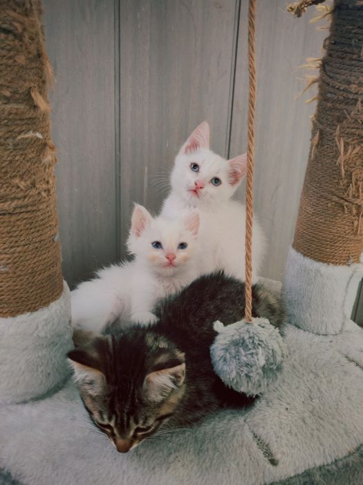 Котята сибирские