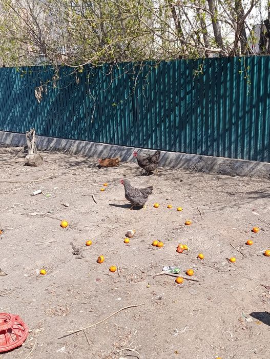 Продам молодых курей