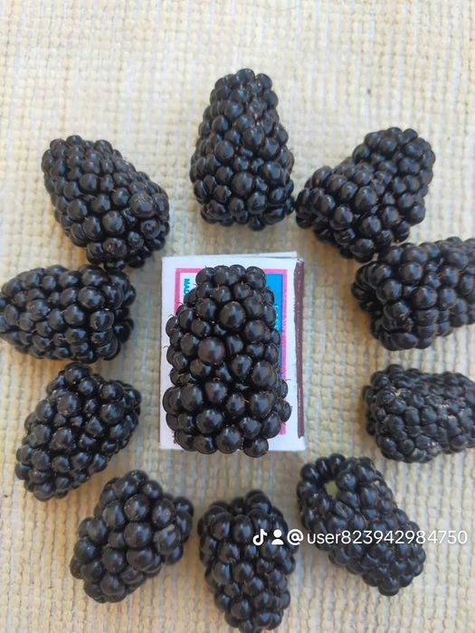 Ежевика саженцы көшет