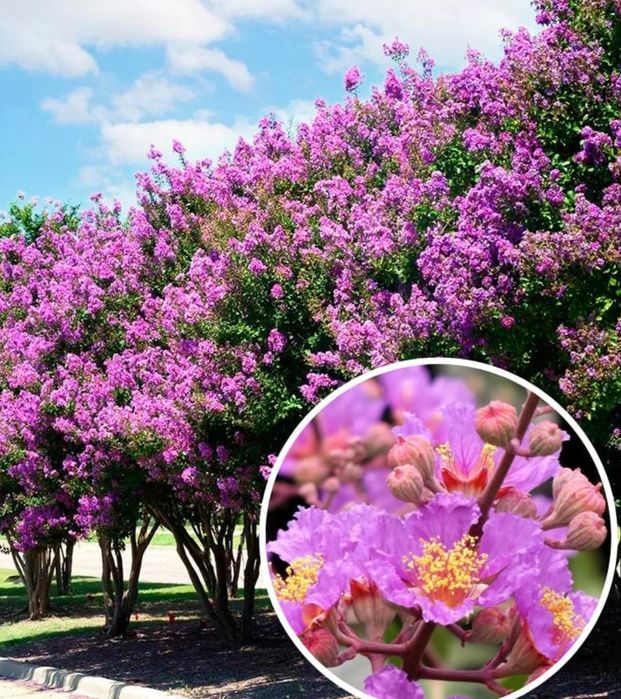 Liliac Indian Pomisor -Pink Roz