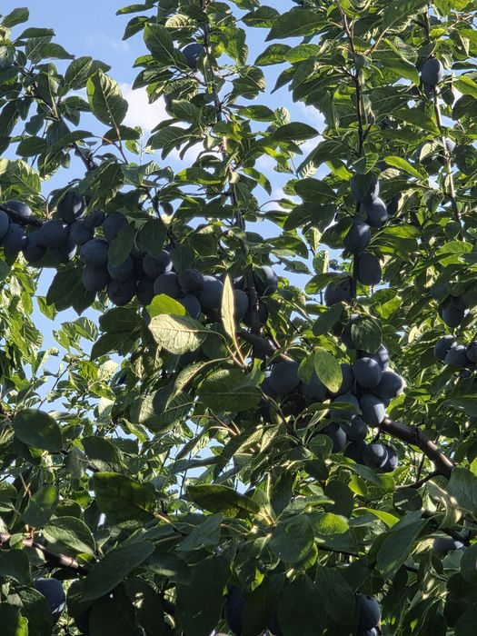Prune pentru țuică/rachiu/pălincă