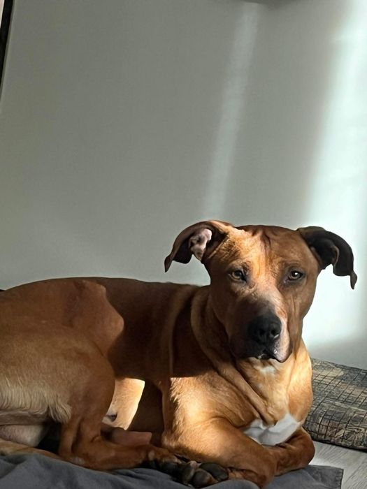 Питбул за осиновяване