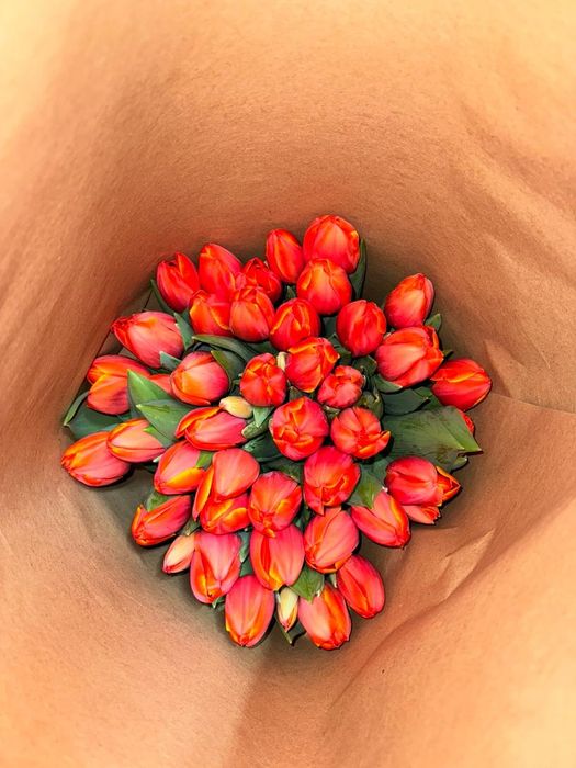 Тюльпаны оптом и в розницу