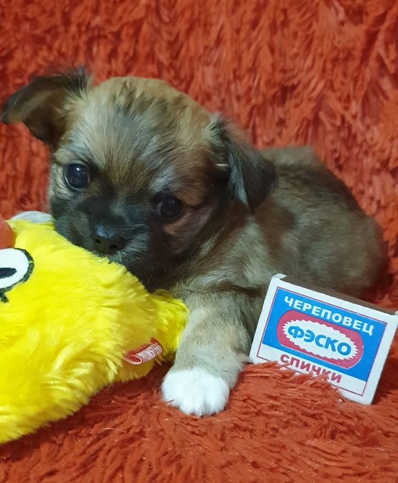 Щенки чихуахуа резерв.