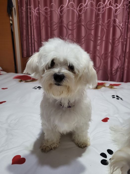 Vând bichoni maltezi