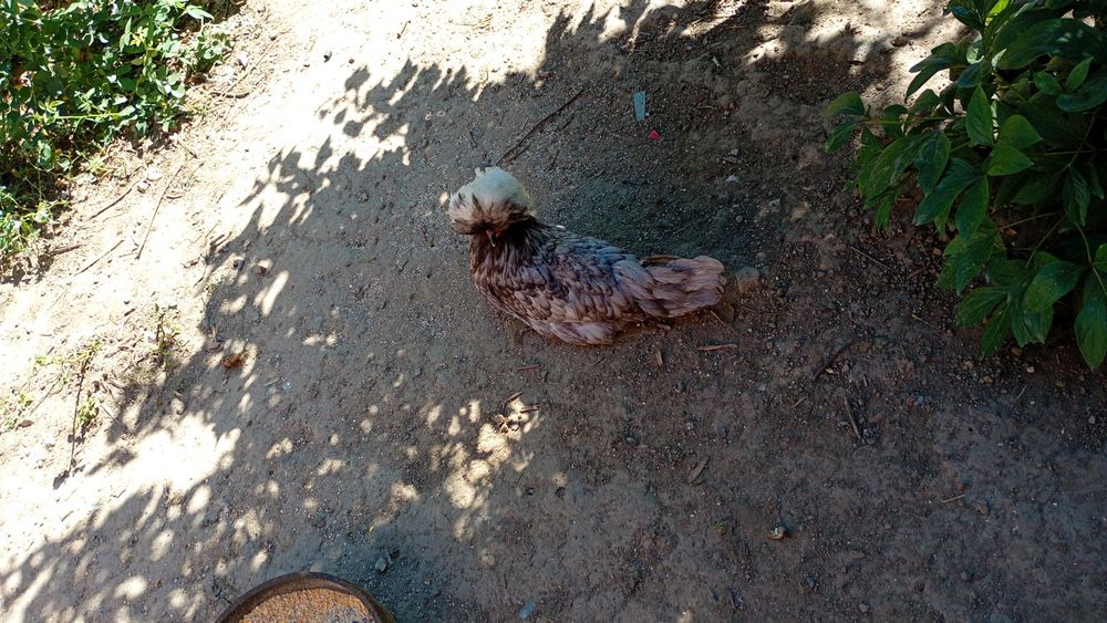 Vând găini moțate olandeze