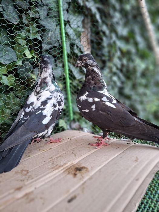 De vânzare Tipler Englez