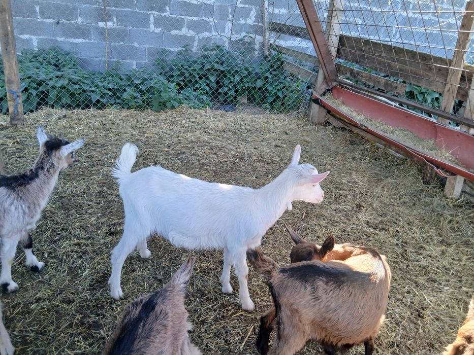 Ied saanen din părinți productivi
