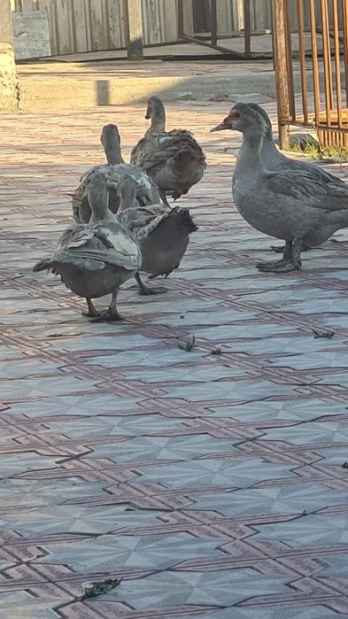 Продам семейку индоутки окрас Лаванды