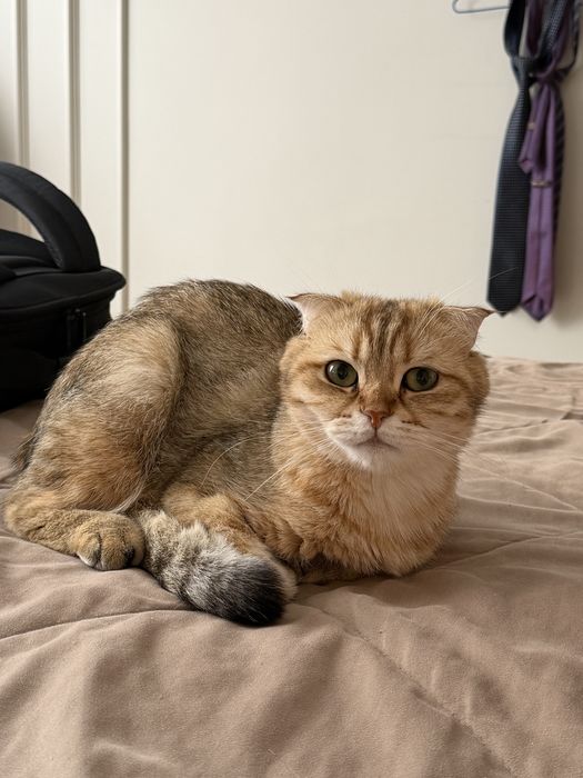 Шотланский вислоухий